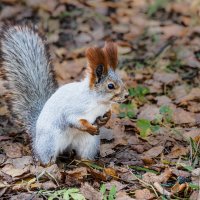 Белка :: SanSan 