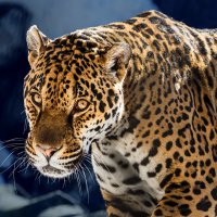 Ягуар :: SanSan 