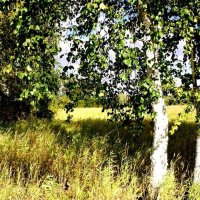 Август...Пойменные березки! :: Владимир 