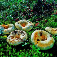 Июль...Белые груздочки! :: Владимир 