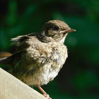 Птенец горихвостки :: Лина 