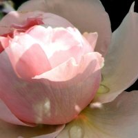 Роза с каплями дождя :: Любимова Ольга 