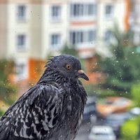 Промокший голубь :: Валерий Иванович Промокший голубь :: Валерий Иванович