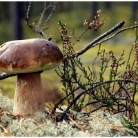 Тихая охота :: Aleksandr Gal