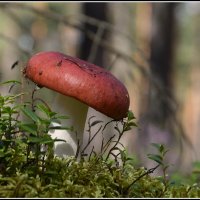 Сыроежка :: Aleksandr Gal