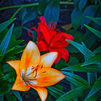 ЛИЛИИ :: Владимир Кроливец