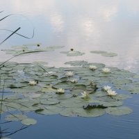 Усманка :: Елена Шаламова Усманка :: Елена Шаламова