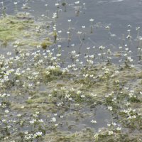 Водяной лютик Усманка :: Елена Шаламова