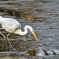 Конкурент на рыбалке :: Alexandеr P