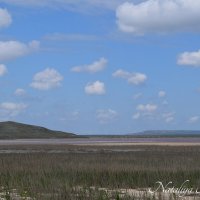 Природа Крыма :: Amazing Cosmea