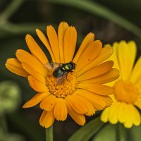 Конкурент, шмелей и бабочек. :: Петр Беляков