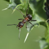 Сторож :: Геннадий Супрун