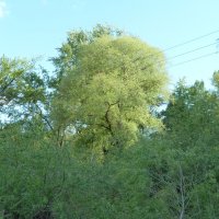 Природа Крыма :: Валентин Семчишин