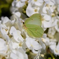Бабочка лимонница на флоксе :: Александр Синдерёв