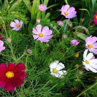 Космея :: Рита Симонова