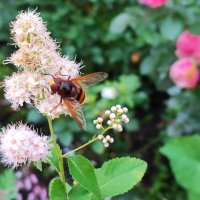 ,,, :: Сергей Тимоновский