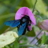 Пчела плотник :: Юрий. Шмаков