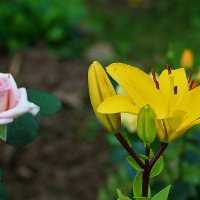 Две красотки :: Светлана 