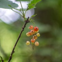 ___ :: Yuriy V ___ :: Yuriy V