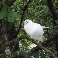 Голубка :: Freddy 97