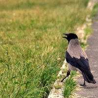 Кто в городе хозяин?... - Я! :: Елена Пономарева
