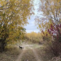 Осень :: Anna Ivanova