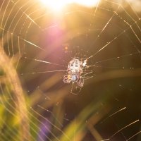 Солнечный паучок :: Дарья Меркулова