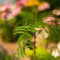 Природа :: А кузнецов Природа :: А кузнецов