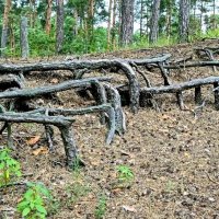 Корни :: Михаил Столяров