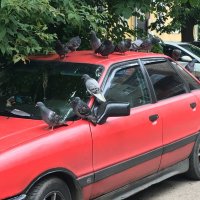 Авто и голуби... :: Владимир Павлов