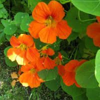 Настурция :: Galaelina ***