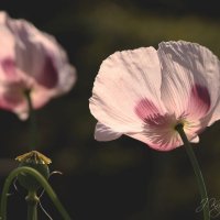 *** :: Елена Kазак (selena1965) *** :: Елена Kазак (selena1965)