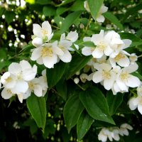 Летнее цветение :: Антонина Гугаева Летнее цветение :: Антонина Гугаева