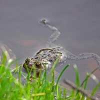 Лупоглазая квакушка :: Waldemar F.