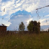 Поле, природа :: Виктория Тукмакова Поле, природа :: Виктория Тукмакова