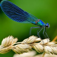 вчерашние стрекозки 5 :: Александр Прокудин вчерашние стрекозки 5 :: Александр Прокудин