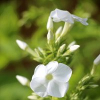 Ну а лето продолжается... :: Наталья Герасимова Ну а лето продолжается... :: Наталья Герасимова