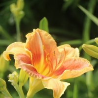 Ну а лето продолжается... :: Наталья Герасимова Ну а лето продолжается... :: Наталья Герасимова