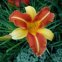 Лилейник :: Лидия Бусурина