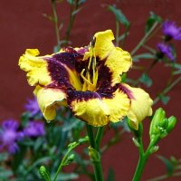 Лето и цветы. :: Милешкин Владимир Алексеевич Лето и цветы. :: Милешкин Владимир Алексеевич