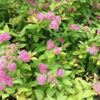 Великолепие  лета :: Фотогруппа Весна