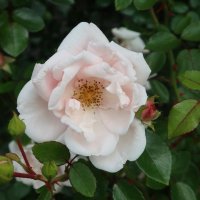 Роза :: Дмитрий И_ Роза :: Дмитрий И_