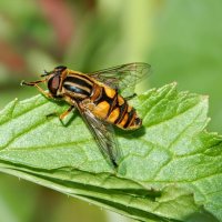 Чистота - залог здоровья! ;) :: Елена Хайдукова  ( Elena Fly )