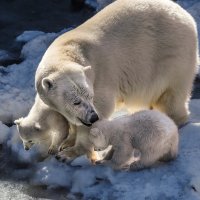 Белый :: SanSan 