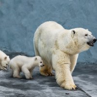 Белый :: SanSan 