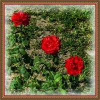 Розы :: Анатолий Чикчирный