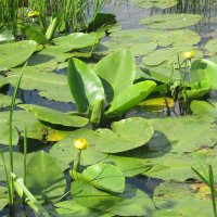 Усманка :: Елена Шаламова