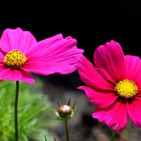 Космос цветёт :: Татьяна Лютаева