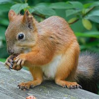 Белка :: Лина 