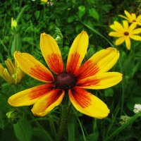 Красотка рудбекия :: Людмила Смородинская